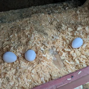 Macaw Eggs For Sale