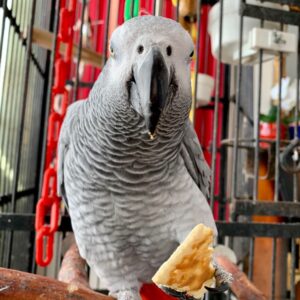 African Grey Parrot To Buy