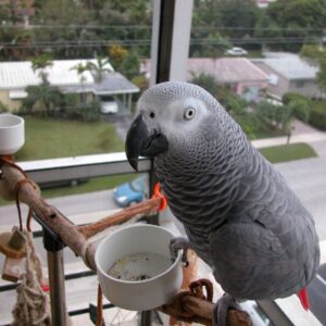 African Grey Parrot To Buy