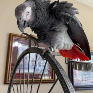 African Grey Parrot To Buy