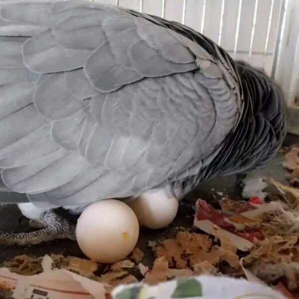 Parrot Eggs For Sale