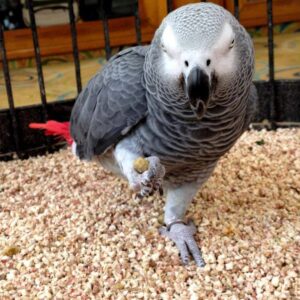 African Grey Parrot For Sale