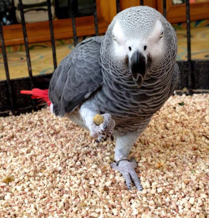 African Grey Parrot For Sale