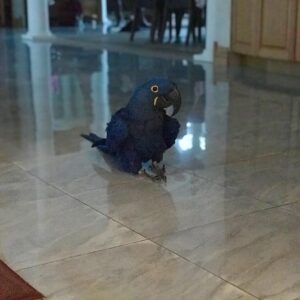 hyacinth macaw parrots for sale