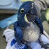 hyacinth macaw parrots for sale