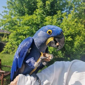 Hyacinth Macaw Parrot For Sale