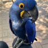 Hyacinth Macaw For Sale