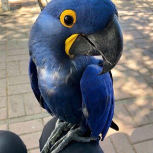 Hyacinth Macaw For Sale