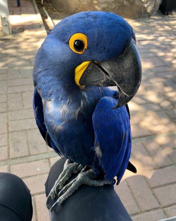 Hyacinth Macaw For Sale