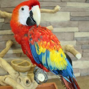 Scarlet Macaw For Sale