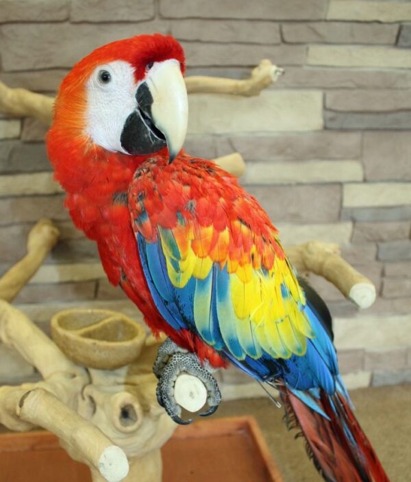 Scarlet Macaw For Sale