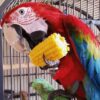 Scarlet Macaw For Sale