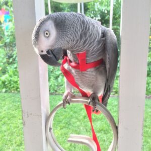 African Gray Congo For Sale
