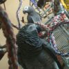 African Gray Congo For Sale