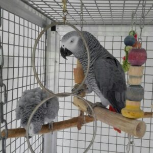 African Greys For Sale