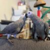 African Greys For Sale