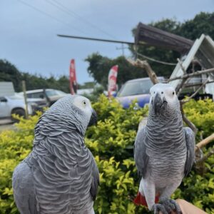 African Greys For Sale