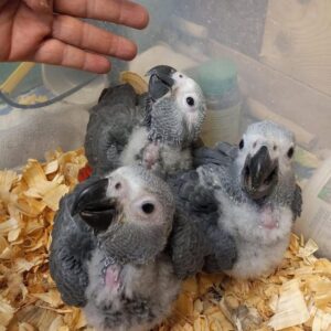 Baby African Grey Parrot For Sale