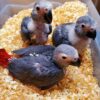 Baby African Grey Parrot For Sale