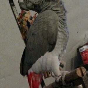 Congo African Grey For Sale