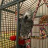 Congo African Grey For Sale