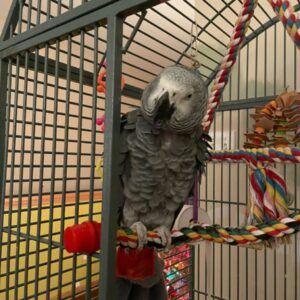 Congo African Grey For Sale